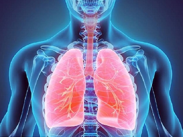 vai trò của phổi và hệ hô hấp