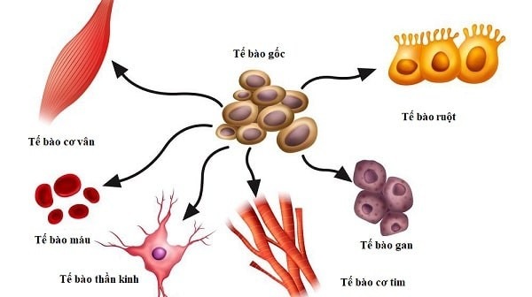 Liệu pháp tế bào gốc